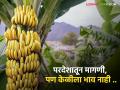 Banana Market दांडेगावच्या केळीला परदेशात मागणी; पण भावच मिळेना - Marathi News | Banana Market Dandegaon's banana demand abroad; But did not get price | Latest agriculture News at Lokmat.com