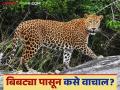 Safety Tips From Leopards : बिबट्या पासून सुरक्षित राहण्यासाठी काही महत्त्वाच्या टिप्स - Marathi News | | Latest agriculture News at Lokmat.com