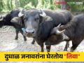 Animal Care : डास चावल्याने जनावरे चारा खाईनात, दूध देईनात; अशी घ्या काळजी - Marathi News | Animal Care : Animals will not eat fodder and give not milk due to mosquito bites; Take care like this | Latest agriculture News at Lokmat.com