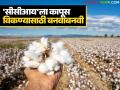 नावात बदल पण सातबारा एकच; 'सीसीआय'ला कापूस विकण्यासाठी सुरू आहे बनवाबनवी - Marathi News | Change in name but same Saatbara; Fraud to sell cotton to 'CCI' | Latest agriculture News at Lokmat.com