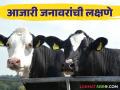 Animal Care : आता आजारी जनावरे ओळखा झटपट; आर्थिक फायद्यासह होईल वेळीची बचत - Marathi News | Animal Care: Now identify sick animals instantly; Save time with financial benefits | Latest agriculture News at Lokmat.com