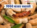यंदा चिंचेचे उत्पादन कमी असल्यामुळे बाजार वधारले; वाचा काय मिळतोय दर - Marathi News | The market has increased due to low tamarind production this year; Read what the prices are | Latest agriculture News at Lokmat.com