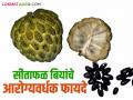 आता सीताफळ खाल्ल्यावर बी फेकून देऊ नका बरं! 'हे' आहेत सीताफळ बियांचे आरोग्यदायी फायदे - Marathi News | Now, don't throw away the seeds after eating custard apple! These are the health benefits of custard apple seeds | Latest agriculture News at Lokmat.com