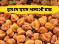 Harbhara Market : लातूर बाजार समिती हरभऱ्याची आवक घटली; भावात अल्पशी वाढ - Marathi News | Harbhara Market: Latur Market Committee Harbhara Inflow Decreased; A small increase in prices | Latest agriculture News at Lokmat.com