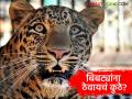 तेरा कोटी खर्चुन ६८ बिबटे जेरबंद पण आता त्यांना 'ठेवायचं कुठे?' वनविभागासमोर नवा पेच - Marathi News | 68 leopards captured at a cost of Rs 13 crores, but now where to keep them? A new dilemma for the forest department | Latest agriculture News at Lokmat.com