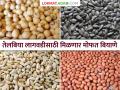 Oil Seed Production : दरवर्षी १० लाख हेक्टरसाठी मोफत मिळणार तेलबिया बियाणे; केंद्रीय कृषिमंत्री शिवराजसिंह चौहान - Marathi News | Oil Seed Production: Oilseed seeds will be available free of cost for 10 lakh hectares every year; Union Agriculture Minister Shivraj Singh Chouhan | Latest agriculture News at Lokmat.com