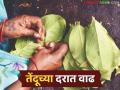 विदर्भाच्या हिरव्या सोन्याच्या दरात वाढ; जाहिरातींच्या विलंबामुळे मात्र पाने संकलन लांबण्याची शक्यता - Marathi News | Vidarbha's green gold prices increase; However, the collection of leaves is likely to be delayed due to the delay in advertisements | Latest agriculture News at Lokmat.com