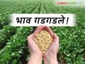 Soybean Market Rate : हमीदराने खरेदी बंद झाल्याचा परिणाम; सोयाबीनचे दर गडगडले - Marathi News | Soybean Market Rate: The effect of stopping purchases at the guaranteed price; Soybean prices plummeted | Latest agriculture News at Lokmat.com