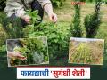सुगंधी वनस्पतींच्या लागवडीचे वैज्ञानिक दृष्टिकोन आणि शेतीतील फायद्याची भूमिका; जाणून घ्या सविस्तर माहिती - Marathi News | Scientific approach to cultivation of aromatic plants and their beneficial role in agriculture; Know detailed information | Latest agriculture News at Lokmat.com
