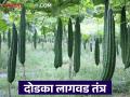 फायद्याच्या दोडक्याची करा यंदाच्या उन्हाळ्यात लागवड; वाचा सविस्तर - Marathi News | Plant beneficial dodka this summer; Read in detail | Latest agriculture News at Lokmat.com