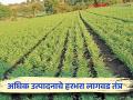 रबी हंगामात हरभरा पिकासाठी पट्टा पद्धतीचा वापर करा अन् उत्पादन वाढवा; कृषी विभागाचे शेतकऱ्यांना आवाहन - Marathi News | Use belt system for gram crop in Rabi season and increase yield; Agriculture Department appeal to farmers | Latest agriculture News at Lokmat.com