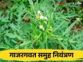 Weed Management गाजरगवत नियंत्रणाच्या काही सोप्या पद्धती - Marathi News | Weed Management Some simple methods of carrot weed control | Latest agriculture News at Lokmat.com