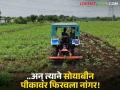 निसर्गाच्या लहरीपणाच्या फटक्याने स्वप्न उध्वस्त; हिंगोलीतील शेतकऱ्याचा सोयाबीन पीकावर नांगर - Marathi News | Dreams shattered by the whims of nature; Hingoli farmer ploughs into soybean crop | Latest agriculture News at Lokmat.com