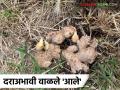 बाजार मंदावल्याने अद्रक उत्पादक शेतकरी अडचणीत; यंदा खर्चही हाती लागेना - Marathi News | Ginger farmers in trouble due to market slowdown; This year, they have not even met their expenses | Latest agriculture News at Lokmat.com
