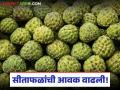 बाजारात सीताफळांची रेलचेल; ताजी फळे नागरिकांना करताहेत आकर्षित, वाचा काय मिळतोय दर - Marathi News | A row of custard apples in the market; Fresh fruits are attracting citizens, read what the prices are | Latest agriculture News at Lokmat.com