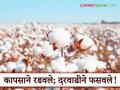 Cotton Market Rate : खर्चाच्या तुलनेत मिळेना दर; कापूस उत्पादक शेतकरी चिंतेत - Marathi News | Cotton Market Rate: Price not getting as compared to cost; Cotton farmers worried | Latest agriculture News at Lokmat.com