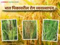Rice Crop Management : भात पिकावरील रोग व्यवस्थापनाचे 'सहा' सोपे उपाय - Marathi News | Rice Crop Management: 'Six' Simple Solutions for Rice Crop Disease Management | Latest agriculture News at Lokmat.com