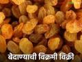 यंदाच्या हंगामातील तिसऱ्या लिलावात तब्बल ४८९ टन बेदाण्याची आवक; वाचा काय मिळतोय दर - Marathi News | As many as 489 tonnes of raisins arrived in the third auction of this season; Read what the prices are being offered | Latest agriculture News at Lokmat.com