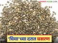 'चिया'च्या दरात घसरण झाल्याने उत्पादक शेतकरी चिंतित; वाचा काय मिळतोय दर - Marathi News | Producer farmers are worried due to the fall in the price of 'Chia'; Read what the price is being paid | Latest agriculture News at Lokmat.com