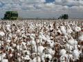 कापसाला निंदणी अन् खतपाणी; यंदा भाव काय मिळणार कोणाच्या ध्यानी! - Marathi News | Cotton ginning and fertilizing; Who will get the price this year? | Latest agriculture News at Lokmat.com