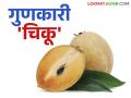 नियमित खा फक्त एक चिकू; आरोग्यवर्धक चिकू दूर करेल विविध विकार - Marathi News | Eat just one chiku regularly; the health-enhancing chiku will cure various diseases | Latest agriculture News at Lokmat.com