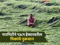 गारपिटीने गोंदियातील १३८९ हेक्टरवरील पिकांचे नुकसान; शेतकऱ्यांचा तोंडचा घास मातीमोल - Marathi News | Hailstorm damages crops on 1389 hectares in Gondia; Farmers' livelihoods are in tatters | Latest agriculture News at Lokmat.com