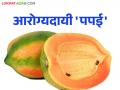 Papaya Health Benefits : कोलेस्टरॉल पासून ते वजन सर्व राहणार नियंत्रणात; आरोग्यदायी पपई खा आणि निरोगी रहा - Marathi News | Papaya Health Benefits: From cholesterol to weight control; Eat healthy papaya and stay healthy | Latest agriculture News at Lokmat.com
