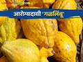 Healthy Lemon-Citrus Fruit : विविध आजारपणात गुणकारी असलेल्या पपईएवढ्या गळलिंबूची वाचा आरोग्यदायी माहिती - Marathi News | Healthy Lemon-Citrus Fruit : Read in detail health benefits of lemon which look like a papaya in various diseases | Latest agriculture News at Lokmat.com