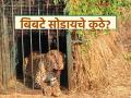 ९१ बिबटे पिंजऱ्यात, पण ते सोडायचे कोठे? वनविभागापुढे पेच; राज्यातील सर्वच रेस्क्यू सेंटर झाले हाऊसफुल - Marathi News | 91 leopards in cages, but where to release them? Forest department in trouble; All rescue centers in the state are full | Latest agriculture News at Lokmat.com