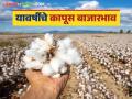 Kapus Bajarbhav : जानेवारी २०२५ मध्ये कापसाला हमीभाव मिळण्याची आशा, वाचा सविस्तर  - Marathi News | Latest News Kapus Bajarbhav Hope to get guaranteed price for cotton in January 2025, read in detail | Latest agriculture News at Lokmat.com