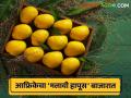 Mango Market Update : आफ्रिकेचा 'मलावी हापूस' कोल्हापूर मार्केटमध्ये दाखल; 'असा' मिळतोय दर - Marathi News | Mango Market Update: Africa's 'Malawi Hapus' enters Kolhapur market; The rate is getting 'as' | Latest agriculture News at Lokmat.com