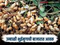 बाजारात उन्हाळी भुईमुग शेंगांची आवक वाढती; वाचा काय मिळतोय दर - Marathi News | The arrival of summer groundnut pods in the market is increasing; Read what is the price being offered | Latest agriculture News at Lokmat.com