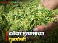 यंदाही ‘ही’ चूक केली तर मुरघास जाणार वाया; जाणून घ्या मुरघास तयार करण्याची योग्य पद्धत - Marathi News | | Latest agriculture News at Lokmat.com