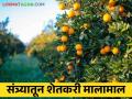संत्र्यातून शेतकरी मालामाल; राज्याच्या 'या' भागातून परजिल्ह्यांमध्ये केली जाते निर्यात - Marathi News | Farmer goods from oranges; Exports are made from 'this' part of the state to outlying districts | Latest agriculture News at Lokmat.com