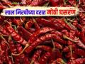 Red Chilli Market : लाल मिरचीने उत्पादकांच्या डोळ्यात अश्रू; दरात कमालीची घसरण - Marathi News | Red Chilli Market: Red chilli brings tears to the eyes of producers; Prices drop drastically | Latest agriculture News at Lokmat.com