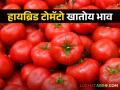 Tomato Market Update हायब्रिड टोमॅटो खातोय भाव; वाचा आजचे टोमॅटो बाजारभाव - Marathi News | Tomato Market Update Hybrid Tomato Eating Price; Read today's tomato market prices | Latest agriculture News at Lokmat.com