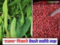 हरभरा फसला, राजमा बहरला; हरभऱ्याच्या तुलनेत राजमाचा खर्च कमी, शेतकऱ्यांची पसंती वाढली - Marathi News | Grams failed, rajma beans flourished; The cost of rajama beans is less than that of gram, increasing farmers' preference | Latest agriculture News at Lokmat.com