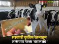 पशुसंवर्धन राबविणार दुग्धविकासाची मोहीम; लिंग विनिश्चित वीर्यमात्रेचा होणार कृत्रिम रेतनात वापर - Marathi News | Animal husbandry will implement a campaign for milk development; sex-determined semen will be used in artificial insemination | Latest agriculture News at Lokmat.com