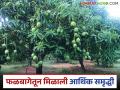 फळबाग लागवड योजनेतून घेतला होता लाभ; विदर्भाच्या शेतकऱ्यांना आंबा करतोय मालामाल - Marathi News | Benefit was taken from the orchard planting scheme; Mango is making Vidarbha farmers rich | Latest agriculture News at Lokmat.com