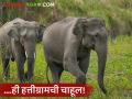 तिलारी खोऱ्याला आभासी हत्ती अधिवासाचे नाव देण्याचा प्रयत्न; हत्तीग्रामची चाहूल, शेतकऱ्यांना शंका! - Marathi News | Attempt to name the Tilari Valley as a virtual elephant habitat; Elephant village rumours, farmers have doubts! | Latest agriculture News at Lokmat.com