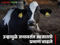 पशुपालकांनो पशुधनाची विशेष काळजी घ्या; उन्हामुळे जनावरांमध्ये आजाराचे प्रमाण वाढले - Marathi News | Animal husbandry, take special care of your livestock; the incidence of diseases among animals has increased due to the heat | Latest agriculture News at Lokmat.com