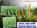 जळगाव जिल्ह्यात पेरणीने ओलांडला १ लाख हेक्टरचा टप्पा; हरभरा, मका आणि गव्हाच्या क्षेत्रात मोठी वाढ - Marathi News | Sowing in Jalgaon district crosses 1 lakh hectare mark; Big increase in gram, maize and wheat area | Latest agriculture News at Lokmat.com