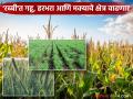 गहू, हरभरा, मक्याच्या सर्वाधिक लागवडीसह राज्यातील रब्बी पेरणीचे क्षेत्र आठ लाख हेक्टरवर पोहोचले - Marathi News | Rabi sowing area in the state reaches eight lakh hectares with maximum cultivation of wheat, gram and maize | Latest agriculture News at Lokmat.com