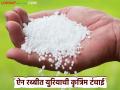 शिल्लक नसल्याचे सांगून युरियाची जादा दराने विक्री; शेतकऱ्यांना बसतोय फटका कृषी विभागाचे मात्र दुर्लक्ष - Marathi News | Urea sold at higher rates on the grounds that there is no stock; Farmers are suffering but the Agriculture Department is ignoring them | Latest agriculture News at Lokmat.com