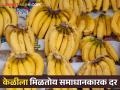 Banana Market Update : शेवटी का होईना केळीचा गोडवा वाढला; यंदा प्रथमच मिळतोय समाधानकारक दर - Marathi News | Banana Market Update : Finally, the sweetness of banana increased; Satisfactory rate is getting for the first time this year | Latest agriculture News at Lokmat.com