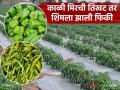 गेल्या वर्षीच्या तुलनेत यंदा काळी मिरची तिखट तर शिमला झाली फिकी; वाचा काय मिळतोय दर - Marathi News | Compared to last year, black pepper is hotter this year while shimla is paler; read what is the price being offered | Latest agriculture News at Lokmat.com