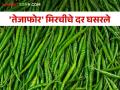 Green Chilli तेजाफोर मिरचीचे दर ६० टक्के घसरले; बाजारात मागणी नसल्याचा परिणाम - Marathi News | Green Chilli Tejafor chilli prices fall by 60 percent; A result of lack of demand in the market | Latest agriculture News at Lokmat.com