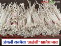 जंगली अळंबी 'सात्या' रानभाजीने घेतली बाजारात जबरदस्त एन्ट्री; मिळतोय विक्रमी दर - Marathi News | Wild Alambi 'Satya', a wild vegetable, has made a strong entry into the market; It is fetching record prices | Latest agriculture News at Lokmat.com