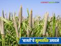 बाजारात वर्षभर मागणी असलेल्या 'या' उत्पादनाची करा निर्मिती; बाजरीचे मूल्यवर्धन होऊन उपलब्ध होतील रोजगार संधी - Marathi News | | Latest agriculture News at Lokmat.com
