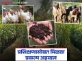 शेळीपालन, कुक्कुटपालन, रोपवाटिका आणि गांडूळ खत निर्मिती प्रशिक्षण; बरोबरच प्रकल्प अहवालही मिळणार - Marathi News | Training in goat farming, poultry farming, nursery and vermicompost production; along with project report will also be provided. | Latest agriculture News at Lokmat.com